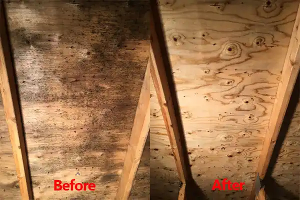 water damage restoration service Catonsville
